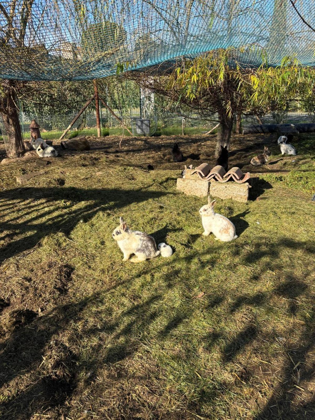 Aparthotel Fattoria Palazzeta - Pet & Family Friendly Cecina  Exterior foto